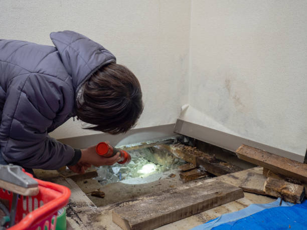 Best Black Mold Removal  in Oregon, IL