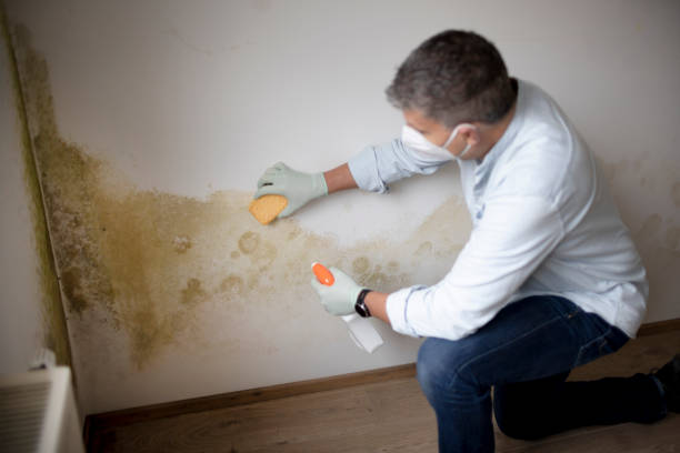 Best Commercial Mold Inspection  in Oregon, IL